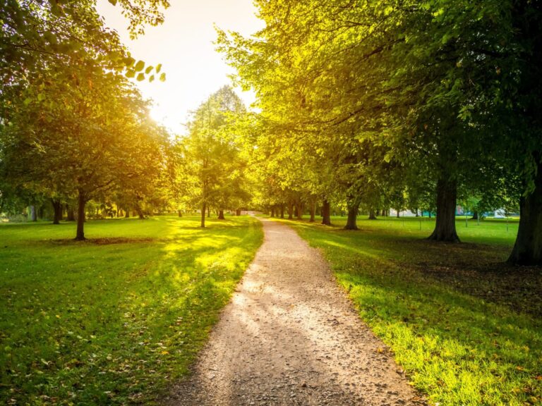 Narrow-road-green-grassy-field-surrounded-by-green-trees-with-bright-sun-background-scaled